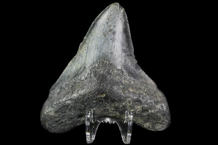 Bargain, Megalodon Tooth - North Carolina #76337